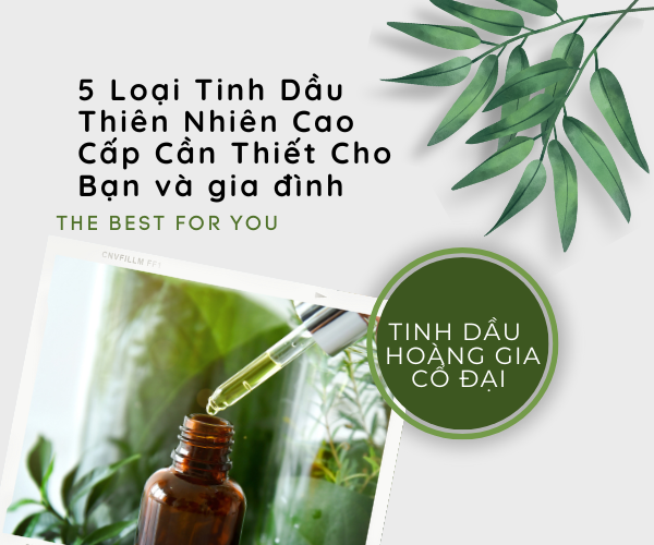 5  Loại Tinh Dầu Thiên Nhiên Cao Cấp Cần Thiết Cho Bạn và gia đình